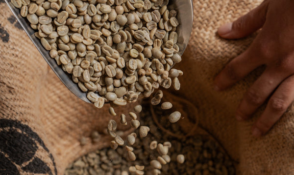 Unlocking the World of Specialty Coffee: A Guide to Savoring Every Sip