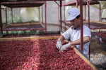 Coffee Wholesale Dubai